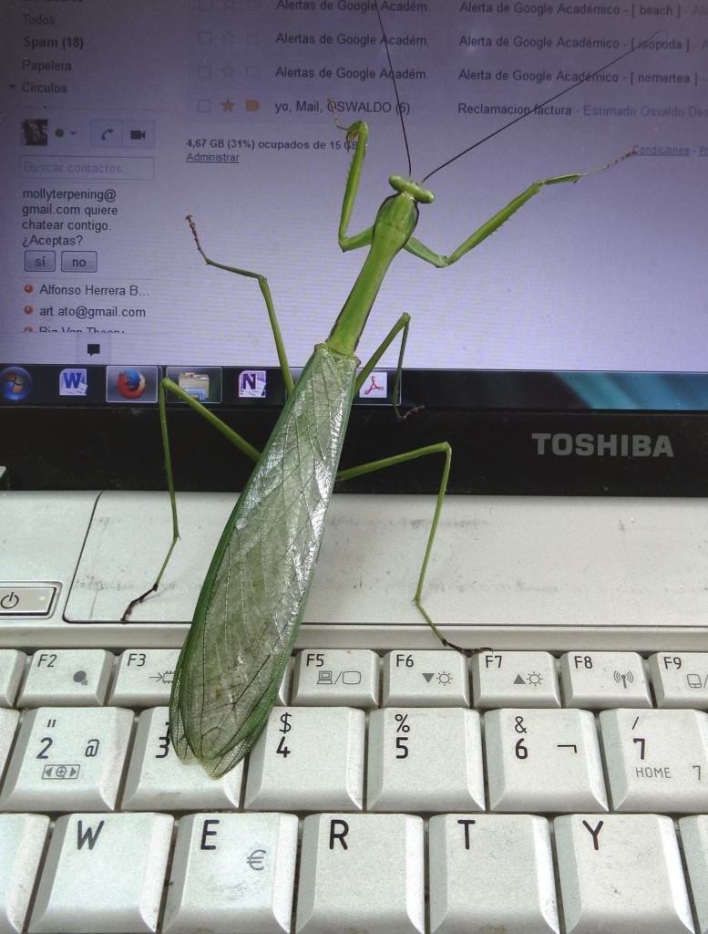 MANTIS Y WERT1